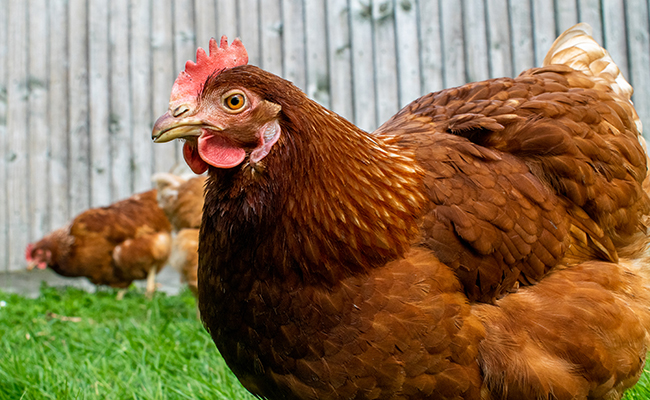 Quand les poules auront des dents : que veut dire cette expression ?