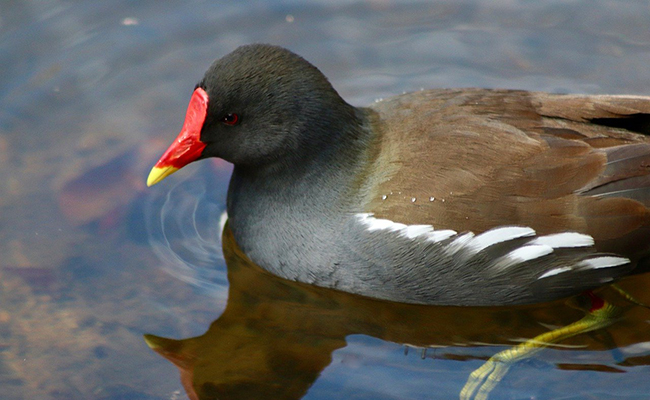 Poule d’eau ou gallinule poule d’eau, oiseau aquatique noir