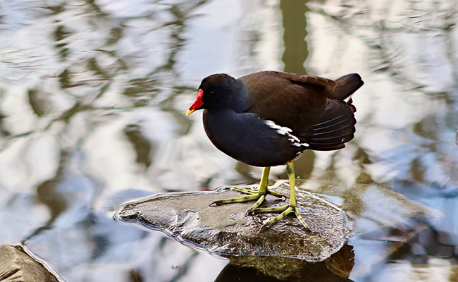 Quelles différences entre une foulque macroule et une poule d'eau ?