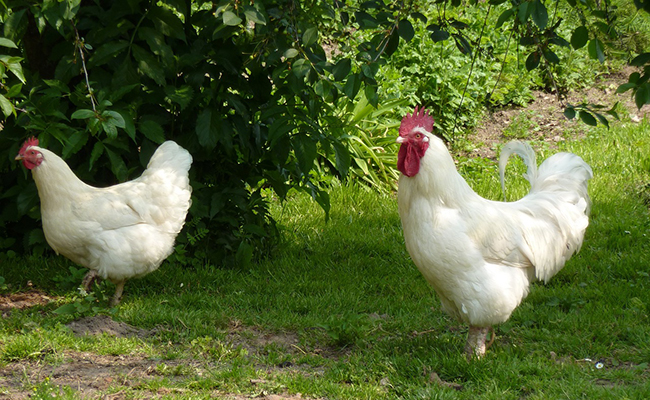 Poule Gâtinaise : caractéristiques, besoins et conseils d’élevage