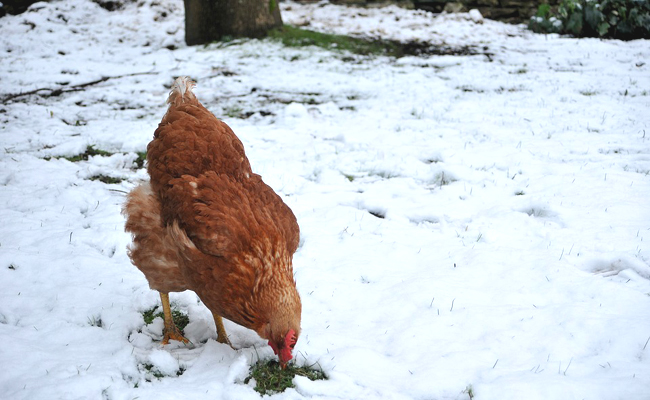 Comment protéger ses poules en hiver ?