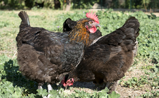 La Marans, race ancienne de poule, très bonne pondeuse