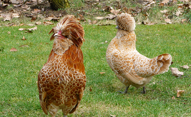 La poule Padoue, une très belle poule d'ornement