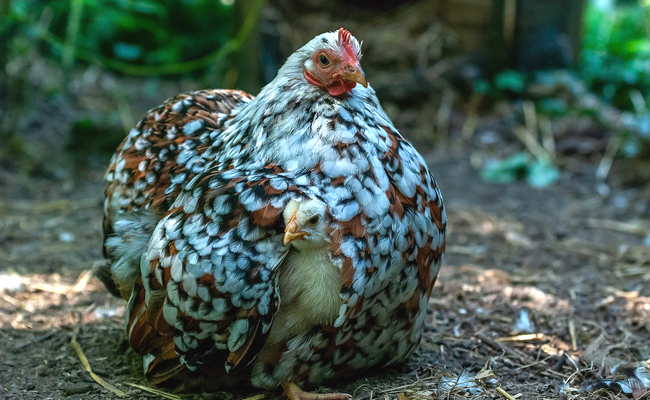 La poule Pékin, petite poule naine originaire de Chine