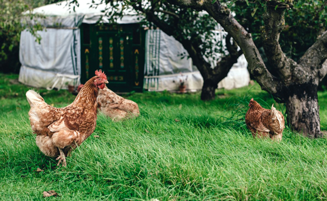 Quelles différences entre une poule et un poulet ?