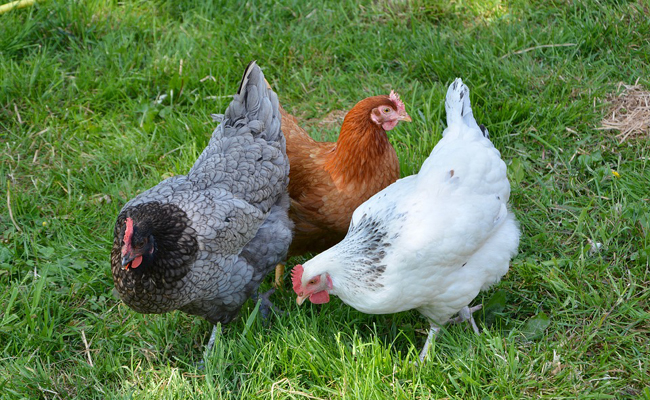 Quelle est la meilleure poule pondeuse pour un poulailler urbain ?