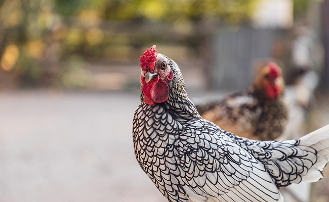 La poule Wyandotte, bonne poule pondeuse ou d'ornement