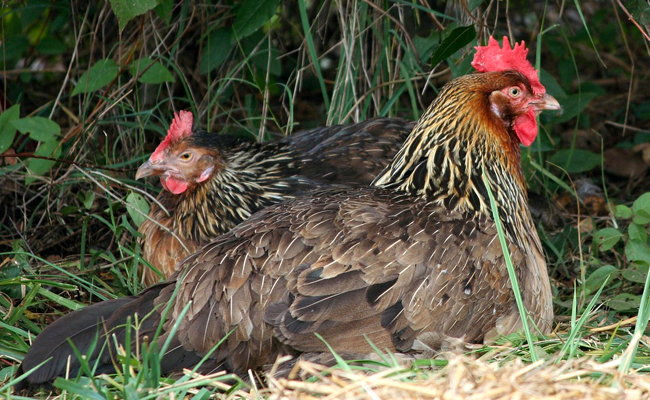 Comment rafraîchir ses poules et son poulailler pendant les fortes chaleurs ?