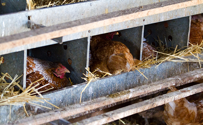 Se coucher avec les poules : que dit cette expression sur le rythme des poules ?