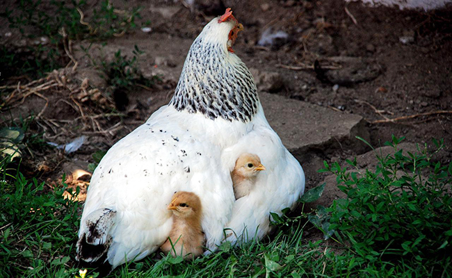 Le poussin, le petit de la poule et du coq