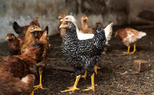 Les poux rouges chez la poule : symptômes, diagnostic, traitement et prévention