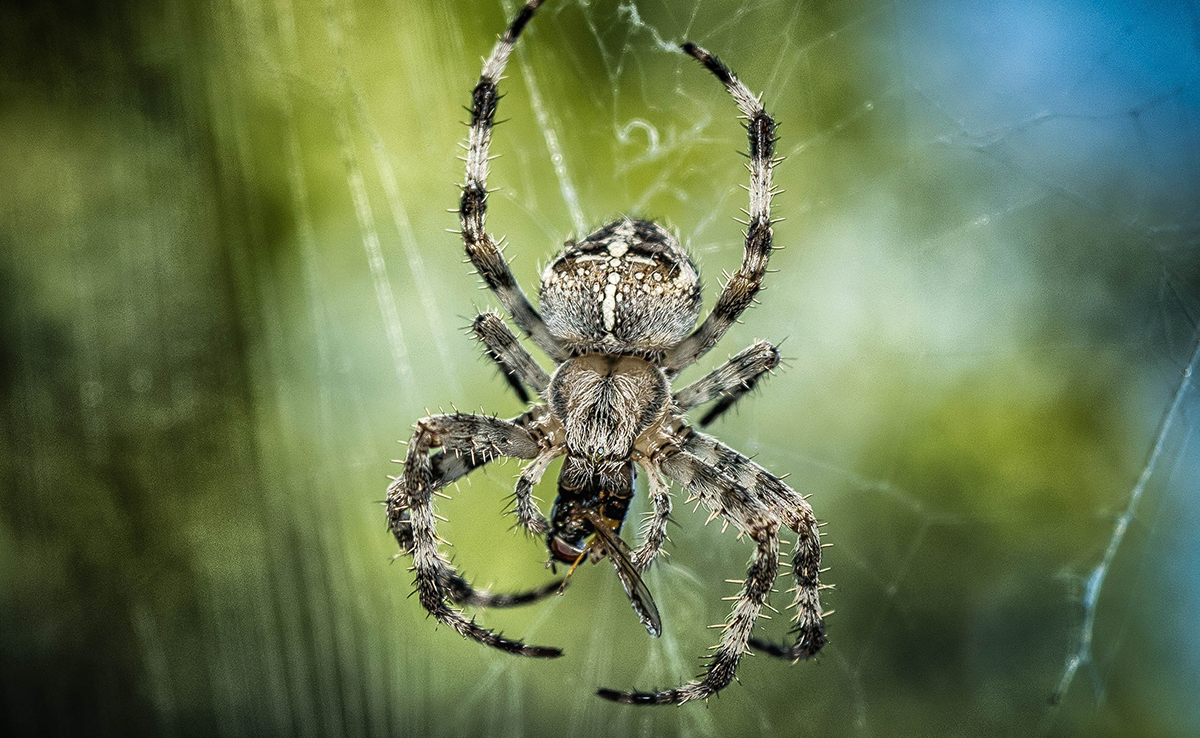 Qui sont les prédateurs des araignées ?