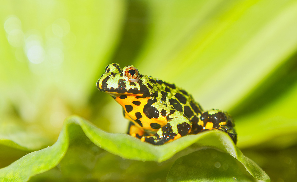 Qui sont les prédateurs de la grenouille ?