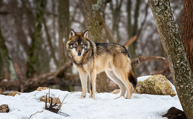 Quels sont les prédateurs du loup ?