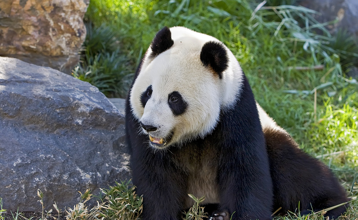 Qui sont les prédateurs du Panda ?