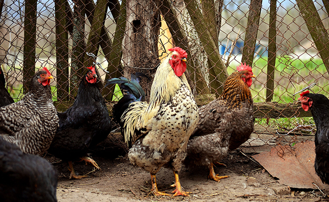 Comment protéger ses poules des prédateurs ?