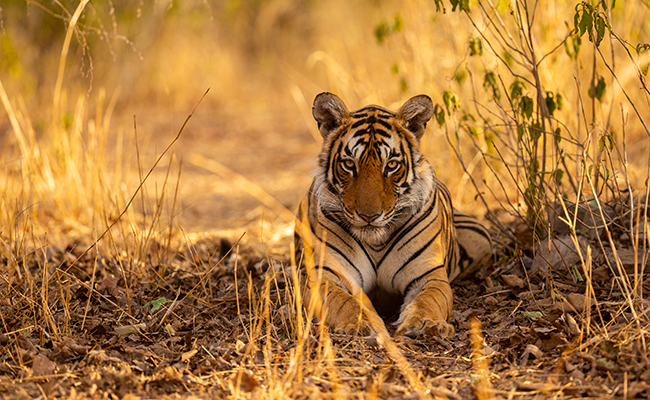 Quels sont les prédateurs du tigre ?