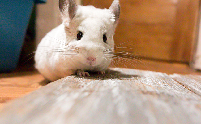 Mon premier Chinchilla : 10 erreurs de débutant à ne pas faire !