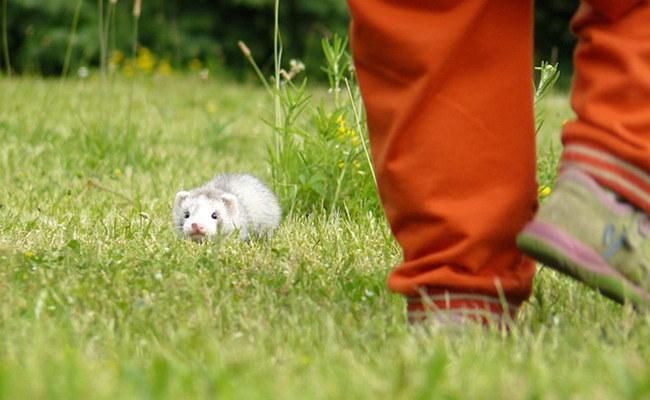 Promener son furet en toute sécurité : conseils et bonnes pratiques