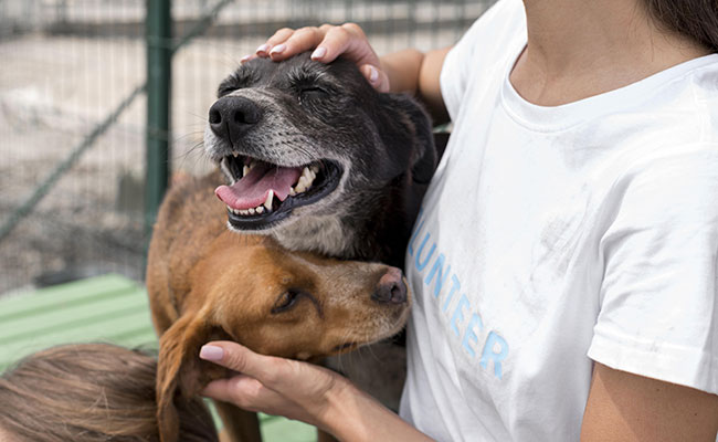 12 idées pour défendre et protéger les animaux