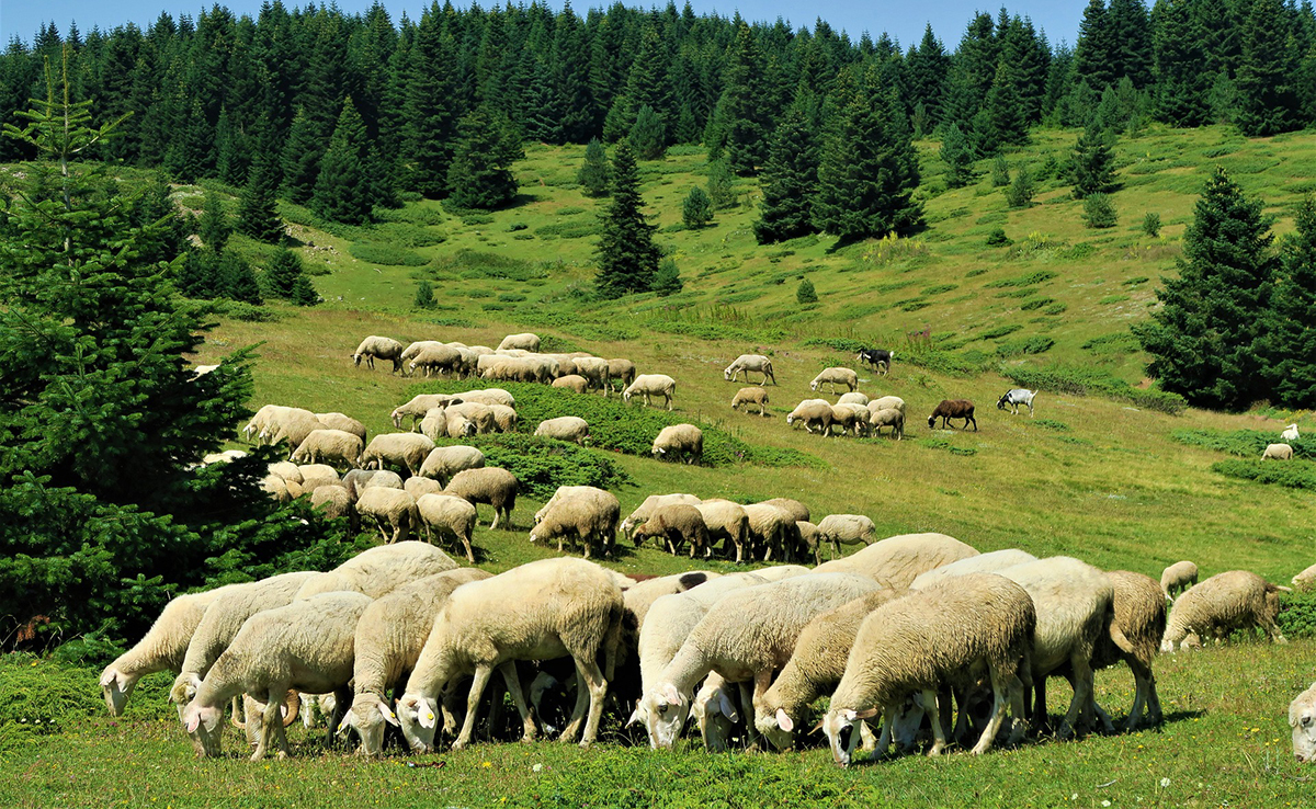 3 solutions pour protéger les moutons des attaques de loups !