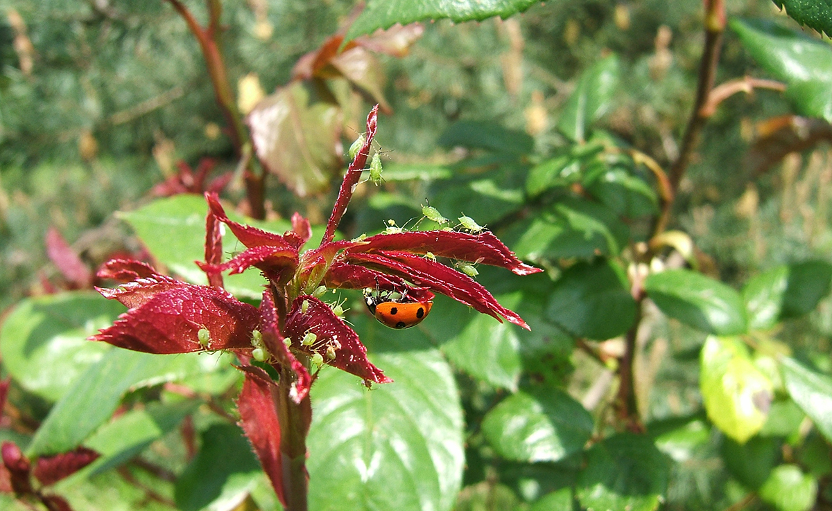 Comment se débarrasser des pucerons du jardin ?