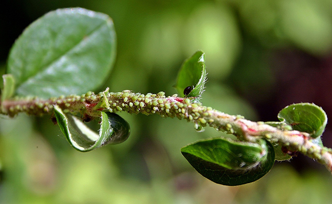 Les pucerons : qui sont-ils ? Comment s'en débarrasser au jardin ?