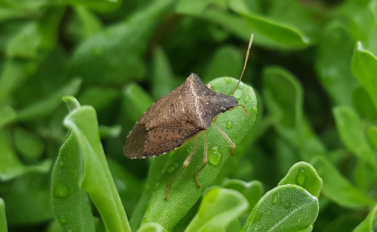 Punaise, insecte à la mauvaise odeur quand on l'écrase !