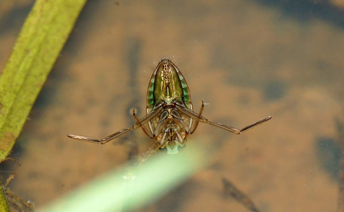 Punaise aquatique ou punaise d’eau, qui est-elle ?