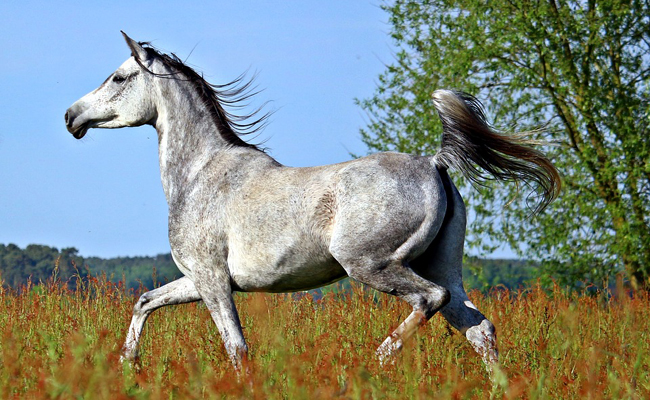 Le Pur-sang arabe : tout savoir sur cette race de cheval