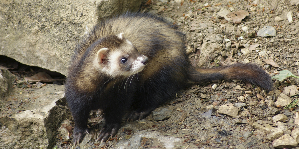 Le putois, petit mammifère à la mauvaise odeur légendaire