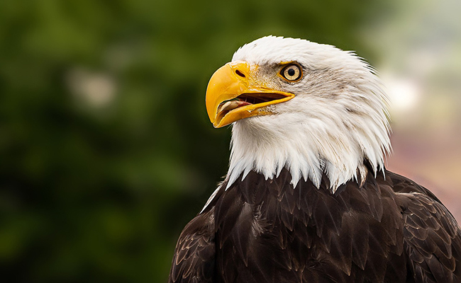 Pygargue à tête blanche, rapace diurne d’Amérique du Nord