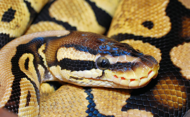 Élever un python royal (Python regius) en terrarium