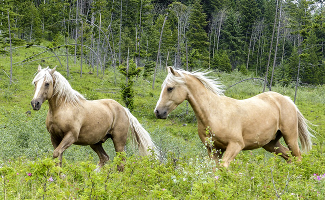 Le Quarter Horse : tout savoir sur cette race de cheval