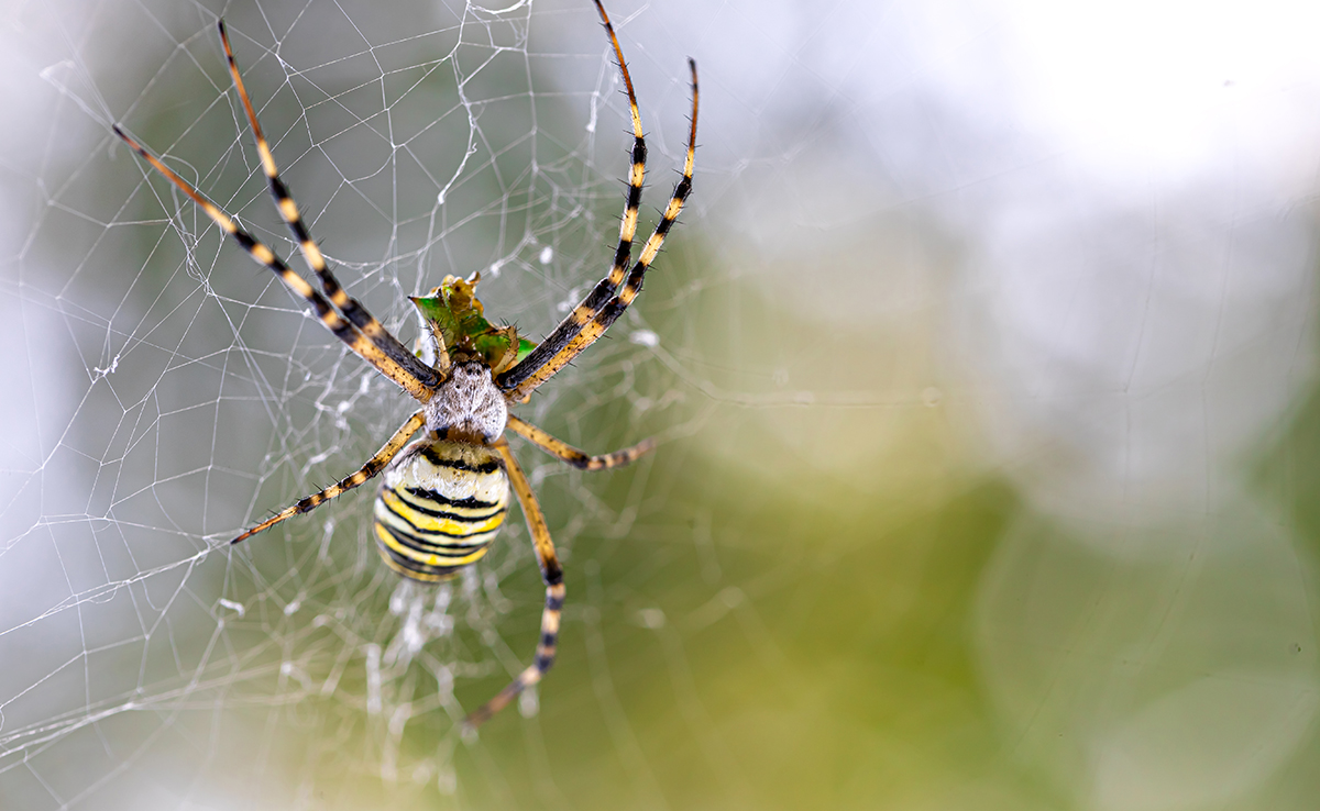 Que mange une araignée ? Quel est son régime alimentaire ?