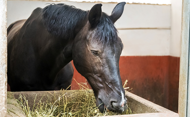 Que mange un cheval ? Tout savoir sur son alimentation