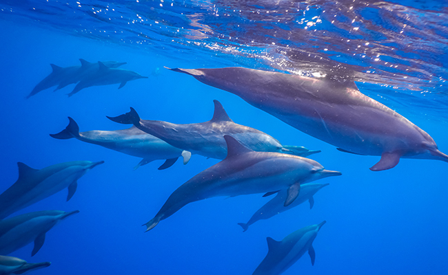 Que mangent les dauphins ? Tout savoir sur leur alimentation