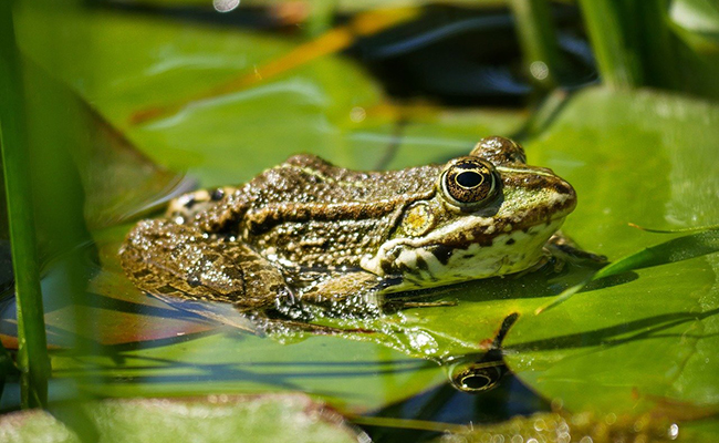 Que mange une grenouille ? Tout savoir sur son alimentation