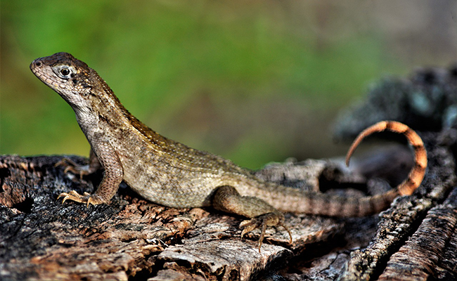 Si on coupe la queue d'un lézard, elle repousse : vrai ou faux ?