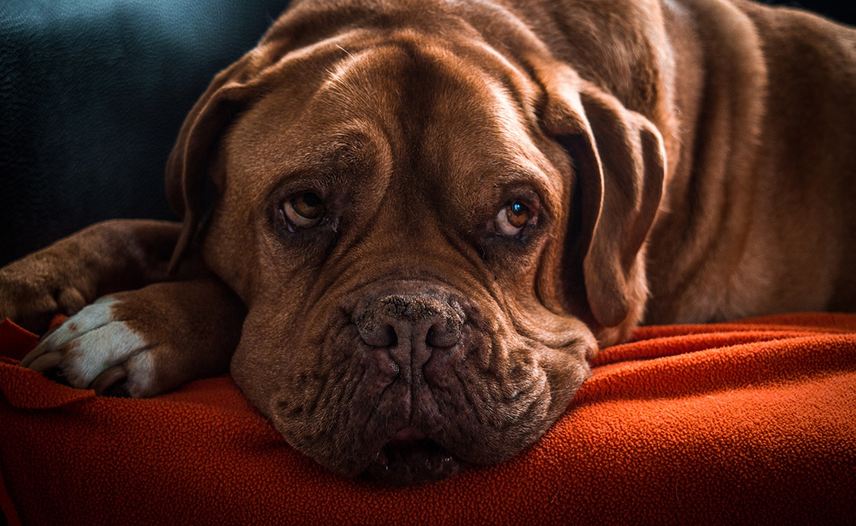 Qui hérite du chat ou du chien du défunt lors d'une succession ?