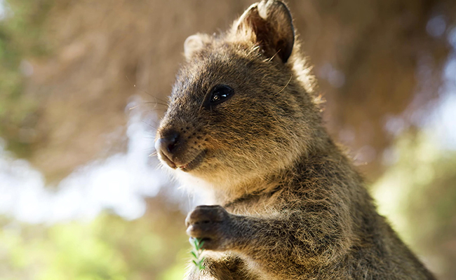 Quokka, petit marsupial au visage heureux !