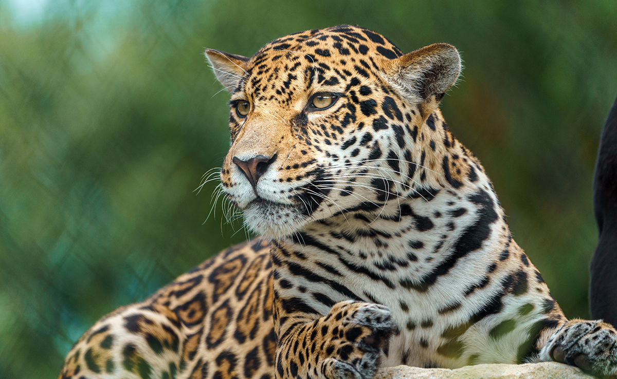 Quelle différence entre race et espèce chez les animaux ?