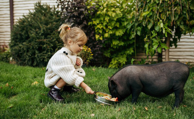 Les races de cochons nains que l'on peut adopter