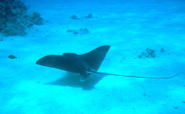 La raie, poisson plat vivant au fond des mers