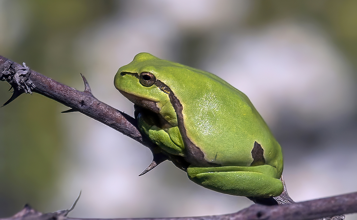 Rainette verte, grenouille commune au chant sonore !