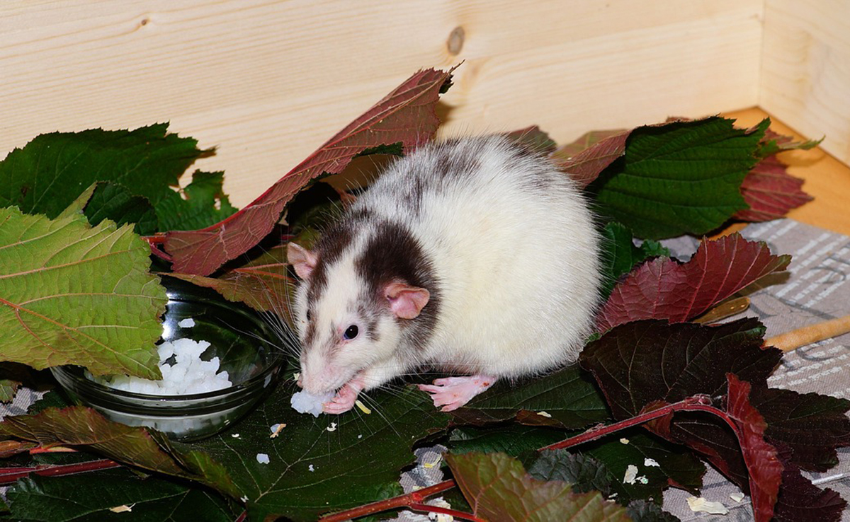 Rat domestique agressif : quelles causes ? Quelles solutions ?