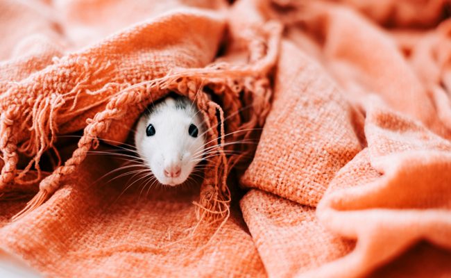 Rat domestique malade : 6 signes qui ne trompent pas