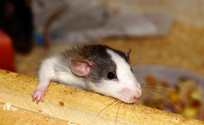 Le rat de compagnie peut-il transmettre des maladies ?