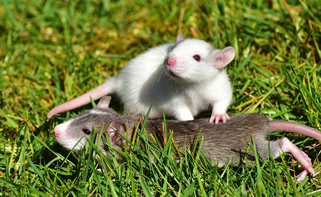 Le rat est un animal solitaire : vrai ou faux ?