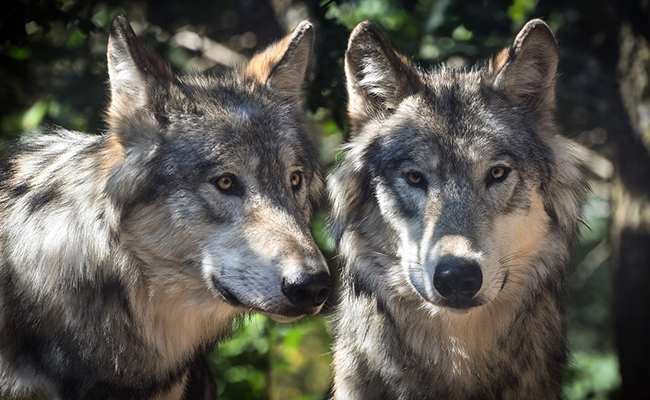 Réensauvagement d'animaux sauvages : principe et limites